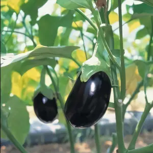 Seminte vinete Black King