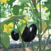 Seminte vinete Black King