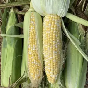 Seminte porumb BSS1075 F1