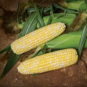 Seminte porumb BSS1075 F1