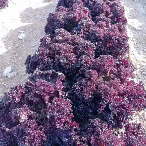 Seminte salata Moremi