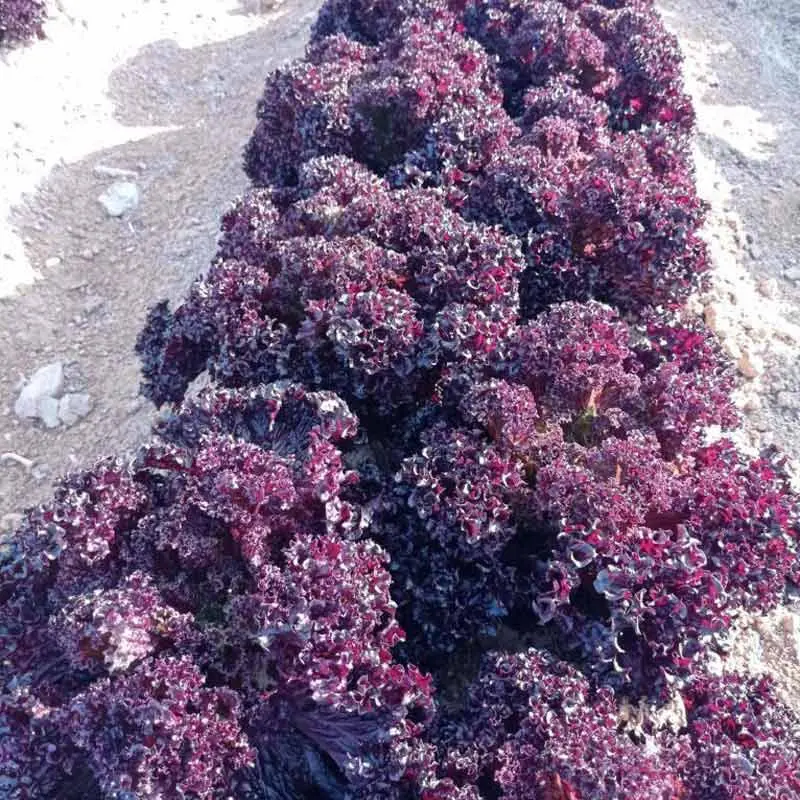 Seminte salata Moremi