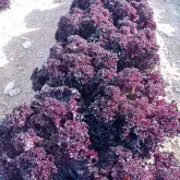 Seminte salata Moremi