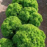 Seminte salata Okabango