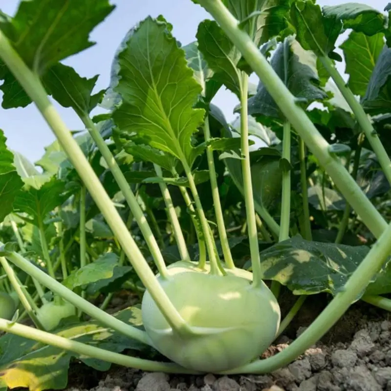 Seminte gulie Neisse F1