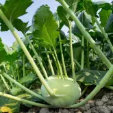 Seminte gulie Neisse F1