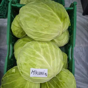 Seminte varza Mikuni F1