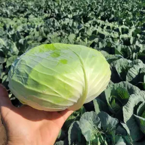 Seminte varza Mikuni F1