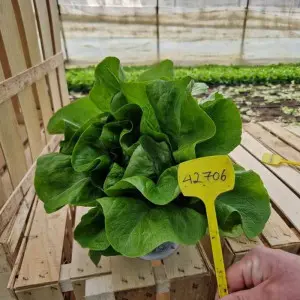 Seminte salata ISI 42706