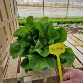 Seminte salata ISI 42706