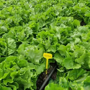 Seminte salata ISI 42706