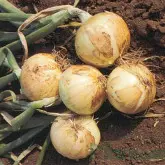 Seminte ceapa Kira F1