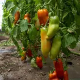 Seminte tomate Etrusco F1