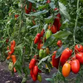 Seminte tomate Etrusco F1