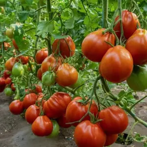 Seminte tomate Deko F1