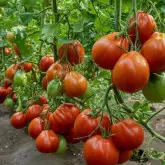 Seminte tomate Deko F1