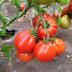 Seminte tomate Deko F1