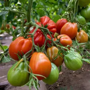 Seminte tomate Deko F1