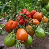 Seminte tomate Deko F1