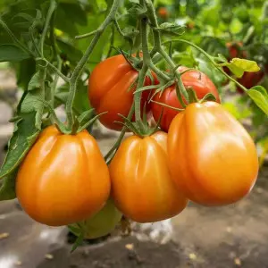 Seminte tomate Liguria F1