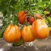 Seminte tomate Liguria F1