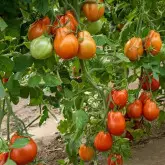 Seminte tomate Liguria F1