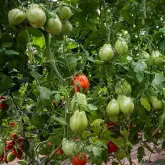 Seminte tomate Liguria F1