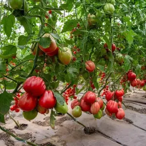 Seminte tomate Rosamunda F1