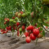 Seminte tomate Rosamunda F1