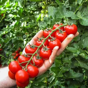 Seminte tomate cherry Edox F1