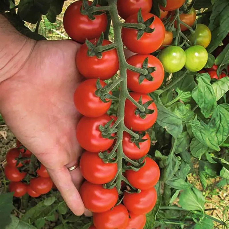 Seminte tomate cherry Tudor F1