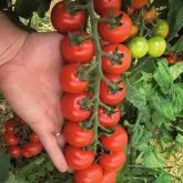 Seminte tomate cherry Tudor F1
