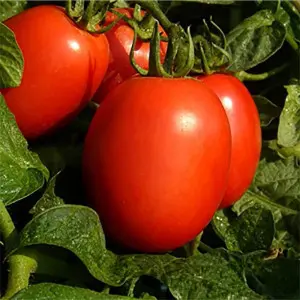 Seminte tomate Templar F1