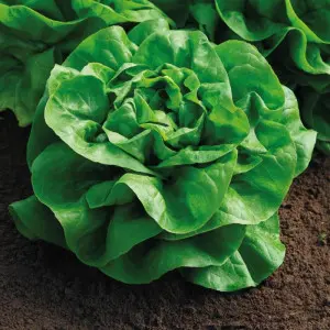 Seminte salata Donatella (ISI LE0015)