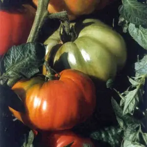 Seminte tomate Rhodia F1