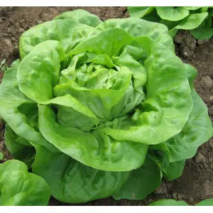 Seminte salata Eliana