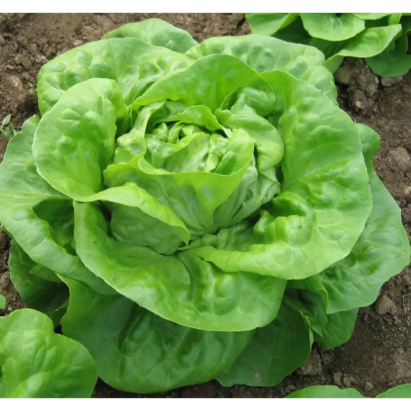 Seminte salata Eliana