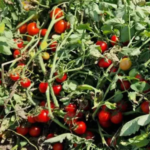 Seminte tomate cherry Volare F1