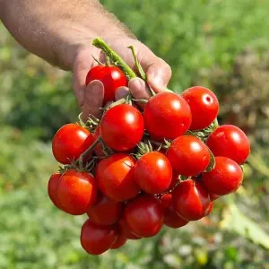 Seminte tomate cherry Volare F1