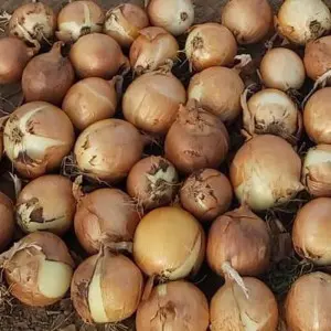 Seminte ceapa ISI 30162 F1