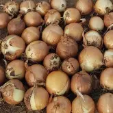 Seminte ceapa ISI 30162 F1