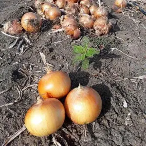 Seminte ceapa ISI 30162 F1