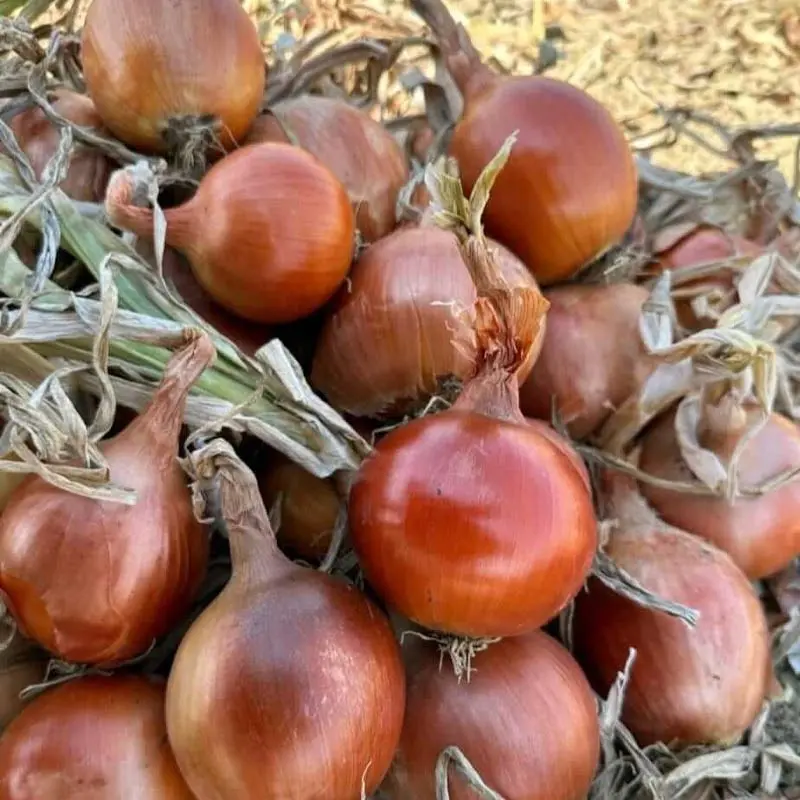 Seminte ceapa Derek F1