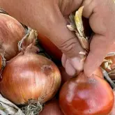 Seminte ceapa Derek F1