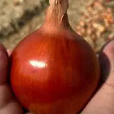 Seminte ceapa Derek F1