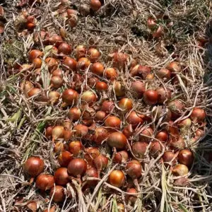 Seminte ceapa Derek F1