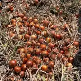 Seminte ceapa Derek F1