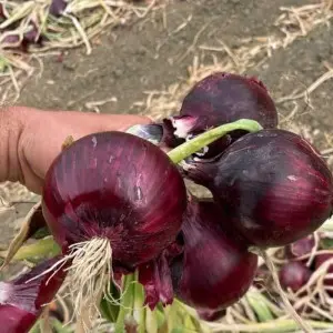 Seminte ceapa rosie Focus F1