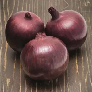 Seminte ceapa rosie Focus F1