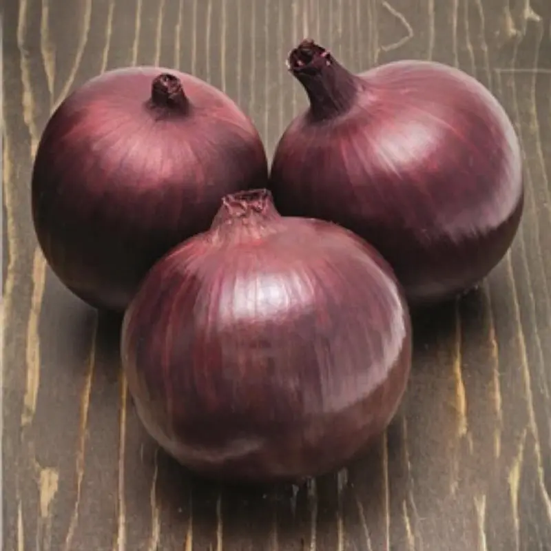 Seminte ceapa rosie Focus F1